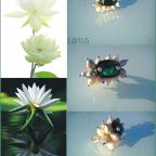 lotus1